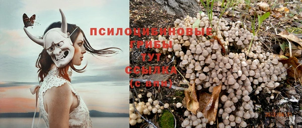 PSILOCYBIN Алзамай